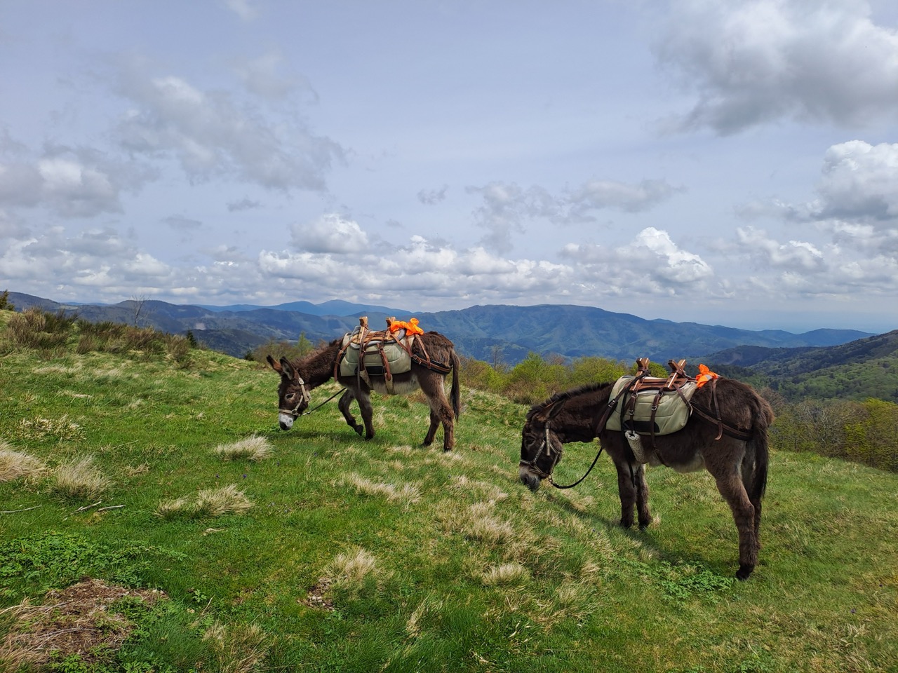 Deux ânes en randonnée en montagne